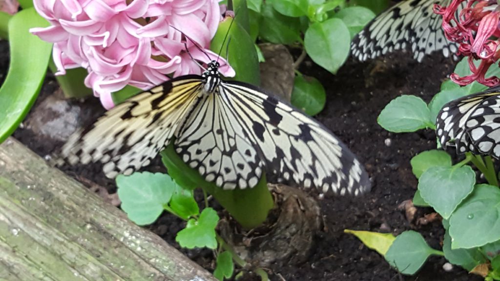 black and white butterfly on log and hyacinth