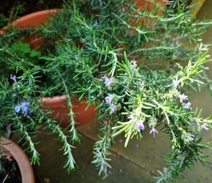 rosemary plant with bluish flowers